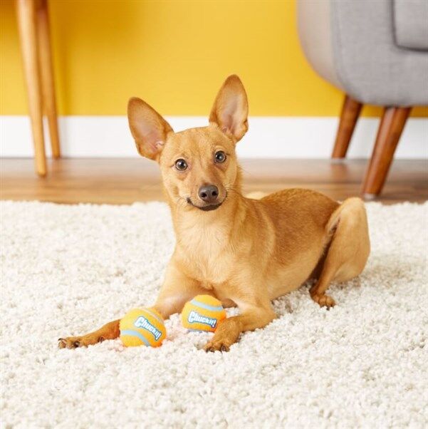 Chuckit! Tenis Köpek Oyun Topu 2'li Paket (Küçük Boy)
