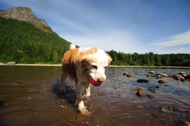Chuckit! Ultra Ball Köpek Oyun Topu (Büyük Boy)