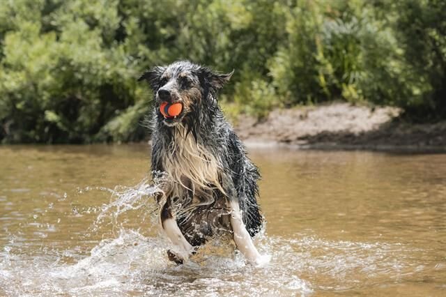 Chuckit! Ultra Ball Köpek Oyun Topu (Büyük Boy)
