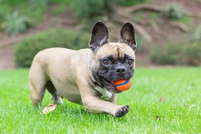 Chuckit! Ultra Ball Köpek Oyun Topu 2'li Paket (Küçük Boy)