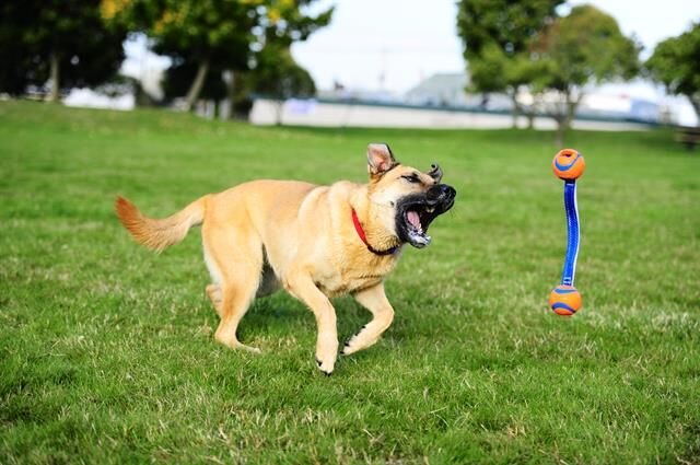 Chuckit! Ultra Duo Tug 2'li Köpek Çekiştirme Topu (Orta Boy)