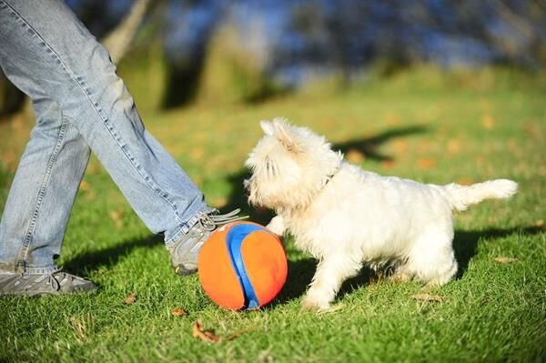 Chuckit! Kick Fetch Köpek Oyuncağı (Küçük Boy)