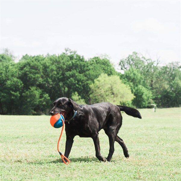 Chuckit! Rope Fetch Köpek Oyuncağı