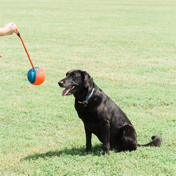 Chuckit! Rope Fetch Köpek Oyuncağı