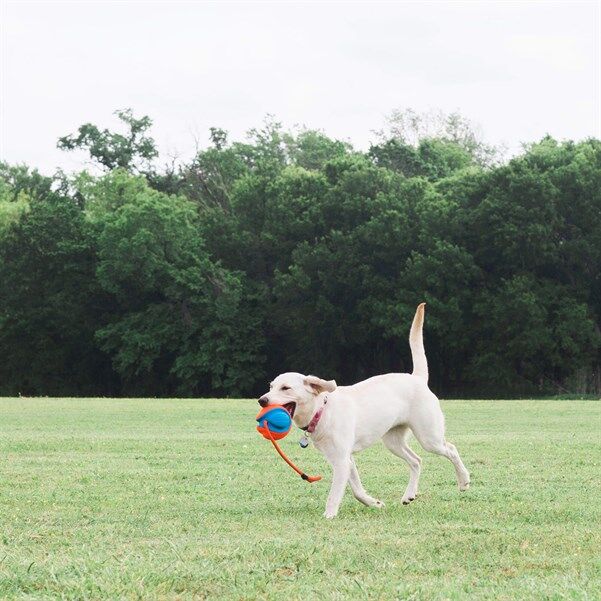 Chuckit! Rope Fetch Köpek Oyuncağı