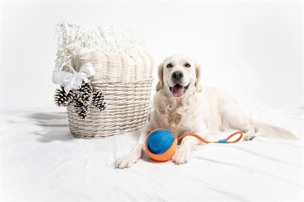 Chuckit! Rope Fetch Köpek Oyuncağı