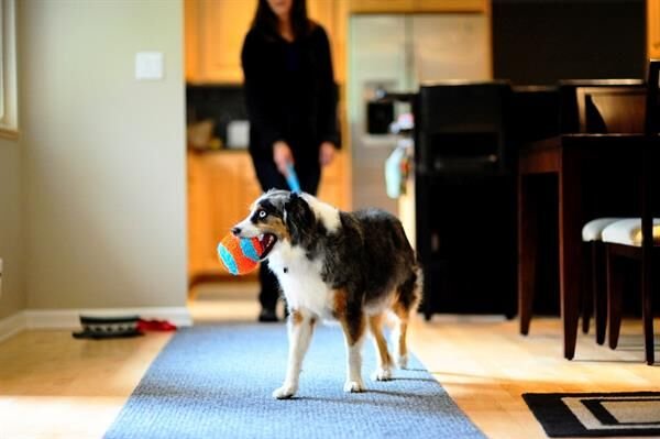 Chuckit! Indoor Ball Eve Özel Yumuşak Köpek Oyuncağı