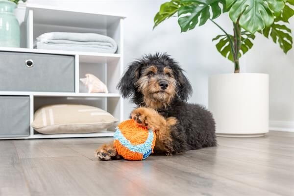 Chuckit! Indoor Ball Eve Özel Yumuşak Köpek Oyuncağı