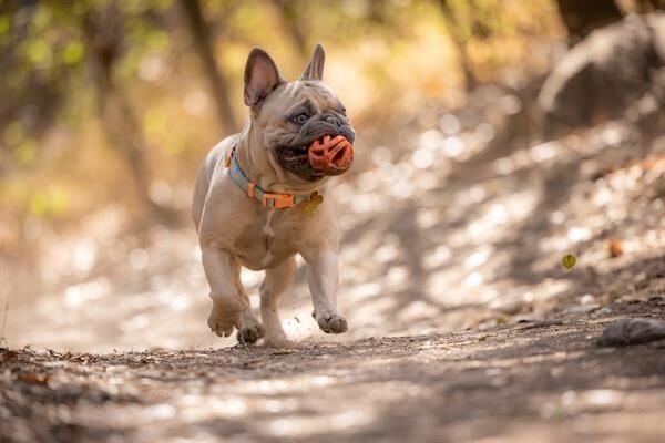 Chuckit! Air Fetch Ball Köpek Oyun Topu 2'li Paket (Küçük Boy)