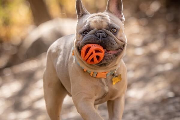 Chuckit! Air Fetch Ball Köpek Oyun Topu 2'li Paket (Küçük Boy)