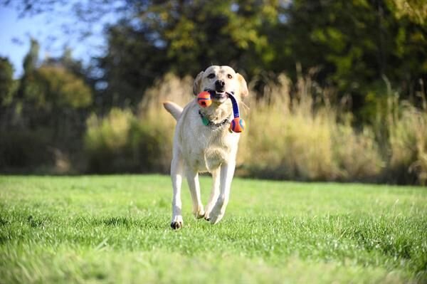 Chuckit! Ultra Duo Tug 2'li Köpek Çekiştirme Topu (Küçük Boy)