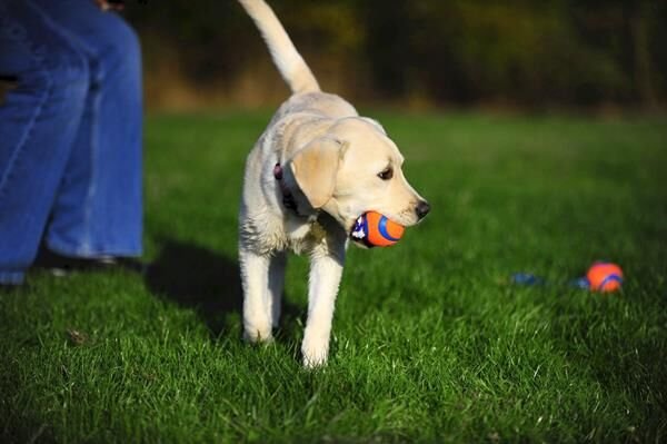 Chuckit! Ultra Toss Püsküllü Köpek Oyun Topu (Küçük Boy)