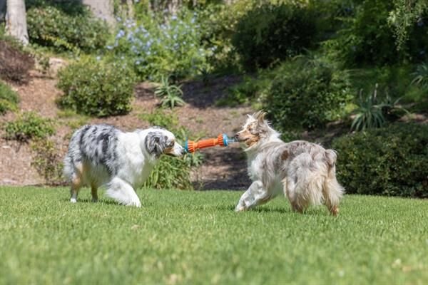 Chuckit! Rugged Bumper Ekstra Dayanıklı Köpek Oyuncağı (Büyük Boy)