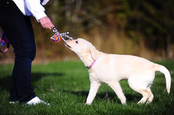Chuckit! Ultra Toss Püsküllü Köpek Oyun Topu (Orta Boy)
