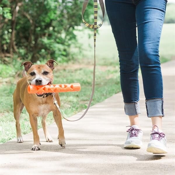 Chuckit! Air Fetch Stick Köpek Oyuncağı (Küçük Boy)