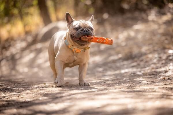Chuckit! Air Fetch Stick Köpek Oyuncağı (Küçük Boy)