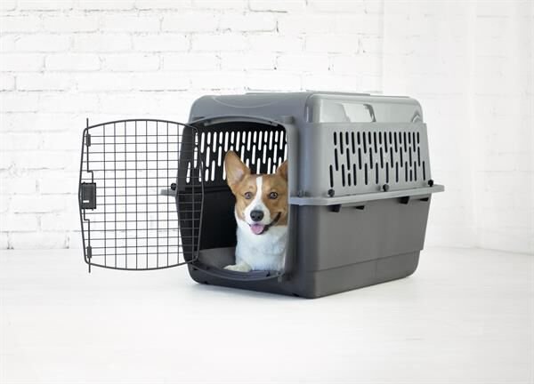 Petmate Pet Porter Köpek Taşıma Kafesi No:4 (72x52x55cm)