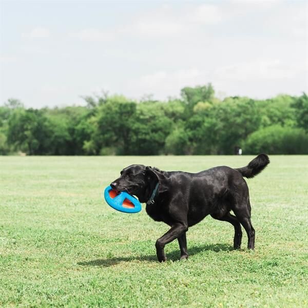 Chuckit! Fetch Flight Frizbi