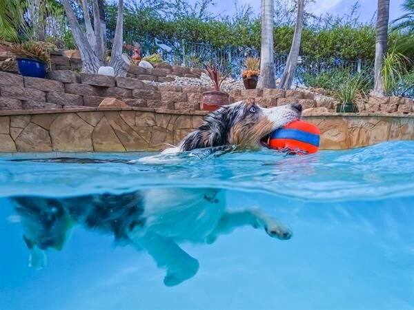 Chuckit! Suda Batmayan Köpek Oyun Halkası