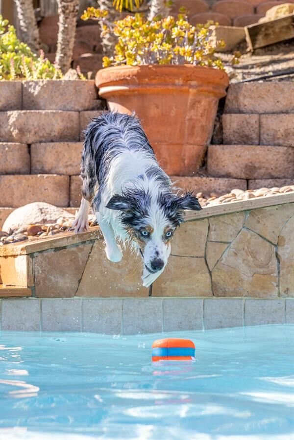 Chuckit! Suda Batmayan Köpek Oyun Halkası