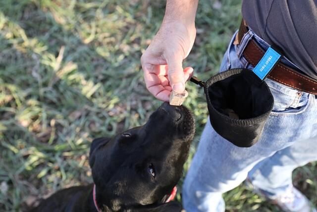 Chuckit! Köpek Ödül Taşıma Çantası