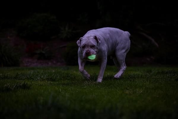 Chuckit! Max Glow Air Fetch Gece Parlayan Köpek Oyun Topu 2'li Paket (Küçük Boy)