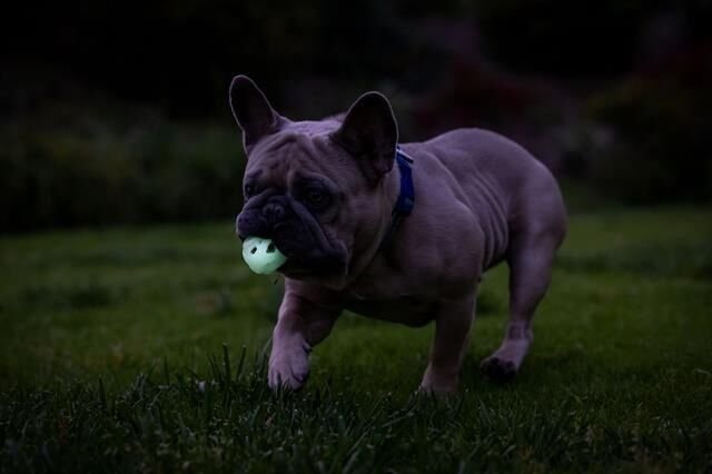 Chuckit! Max Glow Air Fetch Gece Parlayan Köpek Oyun Topu 2'li Paket (Küçük Boy)