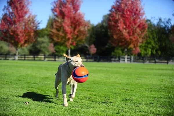Chuckit! Kick Fetch Köpek Oyuncağı (Büyük Boy)