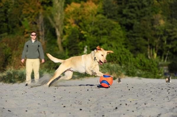 Chuckit! Kick Fetch Köpek Oyuncağı (Büyük Boy)