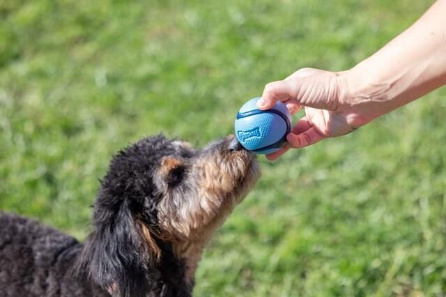 Chuckit! Sniff Fetch Kokulu Köpek Oyun Topu 4'lü Kutulu Set (Orta Boy)
