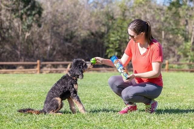 Chuckit! Sniff Fetch Kokulu Köpek Oyun Topu 4'lü Kutulu Set (Orta Boy)