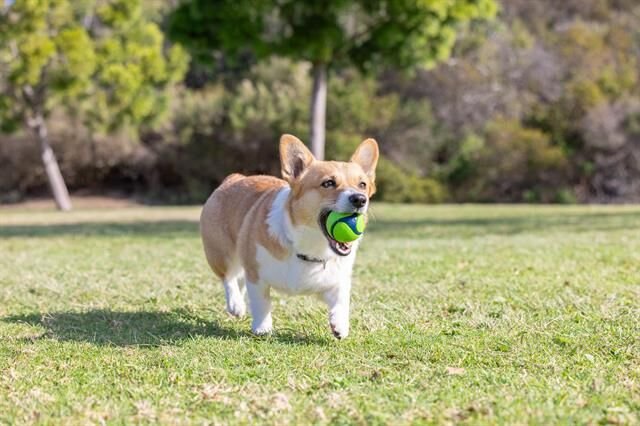 Chuckit! Sniff Fetch Kokulu Köpek Oyun Topu 4'lü Kutulu Set (Orta Boy)