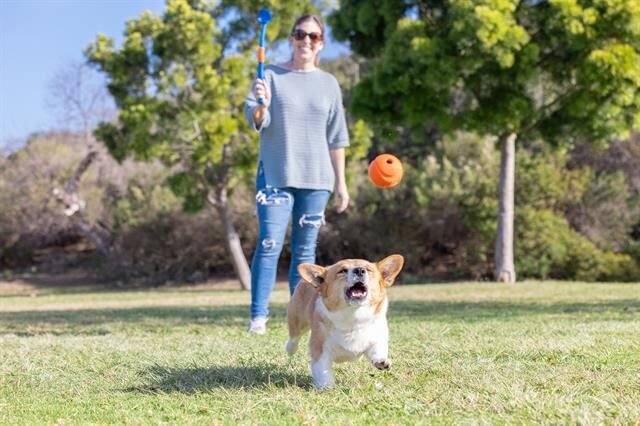 Chuckit! Fetch & Fold Mini Katlanabilir Top Fırlatıcı (Küçük Boy Fetch Ball Hediyeli)