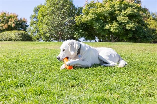 Chuckit! Super Crunch Stick Köpek Oyuncağı (Küçük Boy)