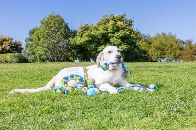 Chuckit! Eco Fetch Stick Doğa Dostu Köpek Oyuncağı