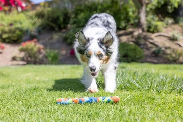 Chuckit! Eco Fetch Stick Doğa Dostu Köpek Oyuncağı