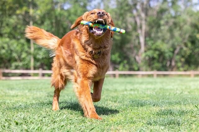 Chuckit! Eco Fetch Stick Doğa Dostu Köpek Oyuncağı