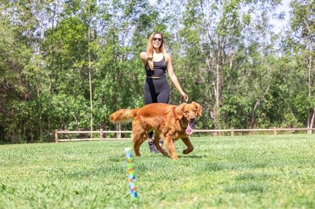Chuckit! Eco Fetch Stick Doğa Dostu Köpek Oyuncağı