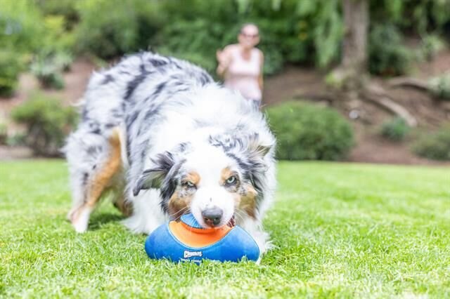 Chuckit! Giggle Fumble Fetch Sesli Köpek Oyun Topu