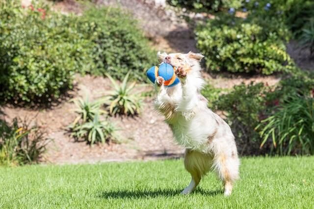 Chuckit! Giggle Fumble Fetch Sesli Köpek Oyun Topu