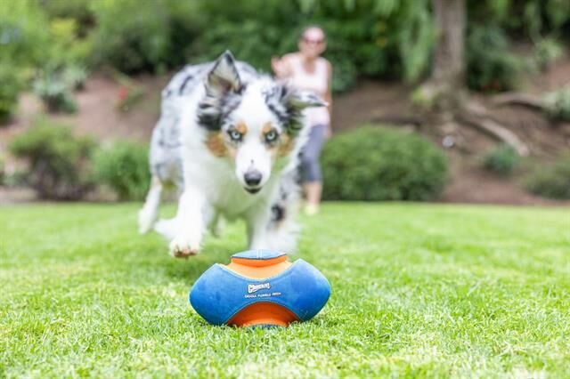 Chuckit! Giggle Fumble Fetch Sesli Köpek Oyun Topu