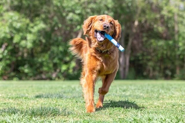 Chuckit! Sniff Fetch Stick Kokulu Köpek Oyuncağı (Jambon Aromalı)