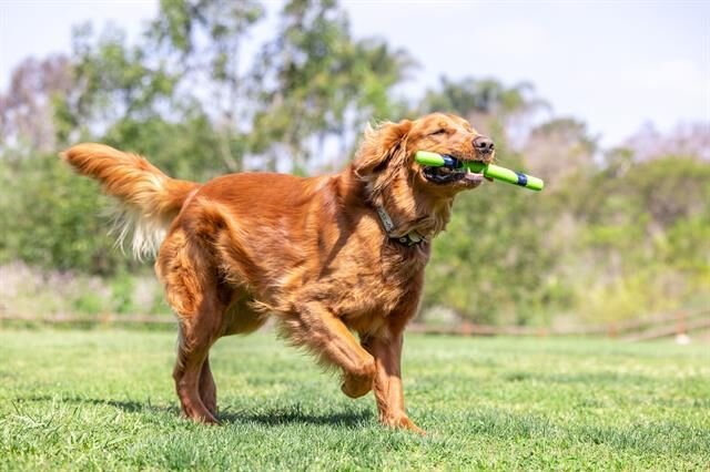 Chuckit! Sniff Fetch Stick Kokulu Köpek Oyuncağı (Fıstık Ezmesi Aromalı)