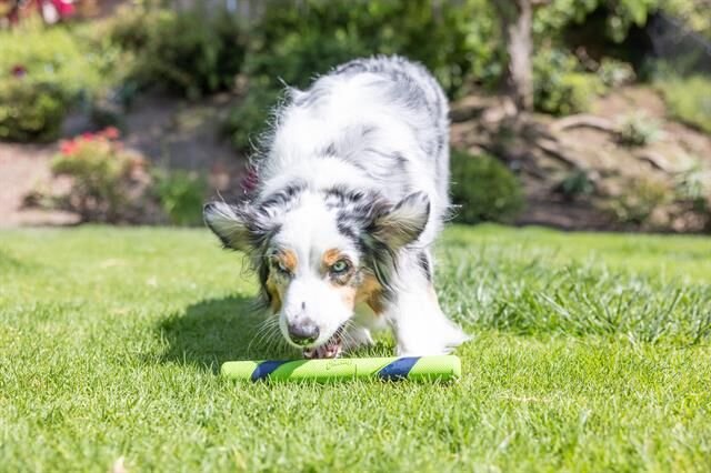 Chuckit! Sniff Fetch Stick Kokulu Köpek Oyuncağı (Fıstık Ezmesi Aromalı)