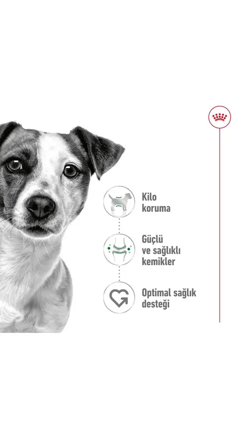 Royal Canin Mini Küçük Irk Yetişkin Köpek Maması 8 Kg