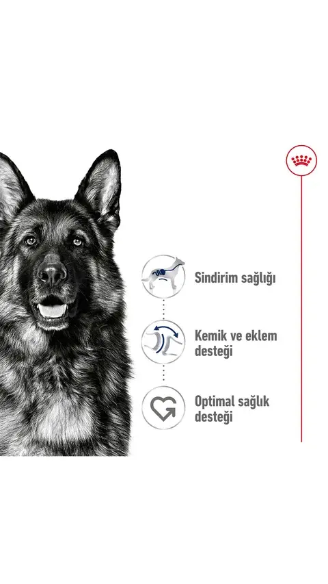 Royal Canin Maxi Büyük Irk Yetişkin Köpek Maması 15 kg